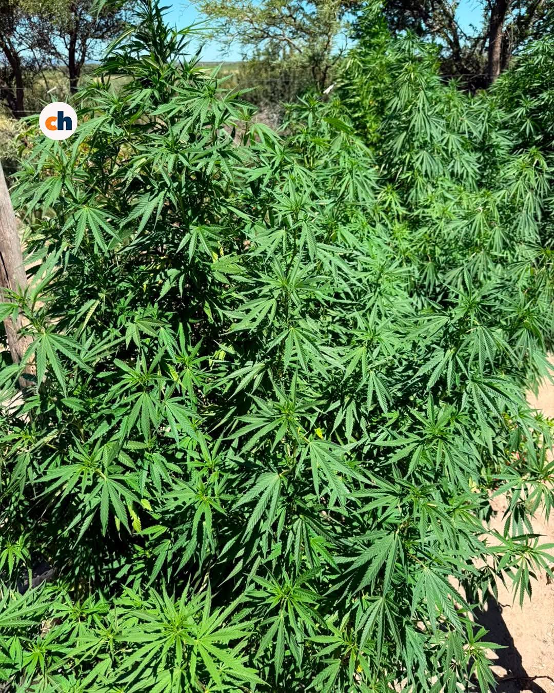 Le usurparon un campo, se 